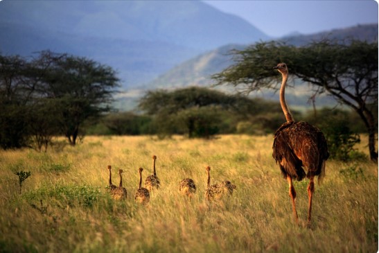 Adult Ostrich