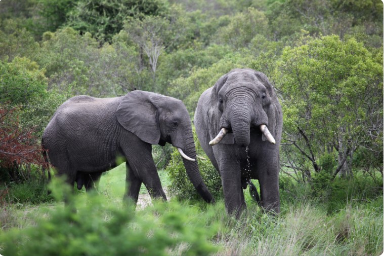 Two Adult Elephants