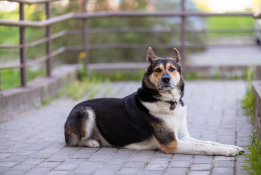 A Large Dog