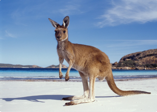 Kangaroo