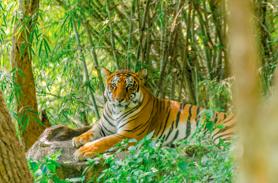 Panthera Tigris (Bengal Tiger)