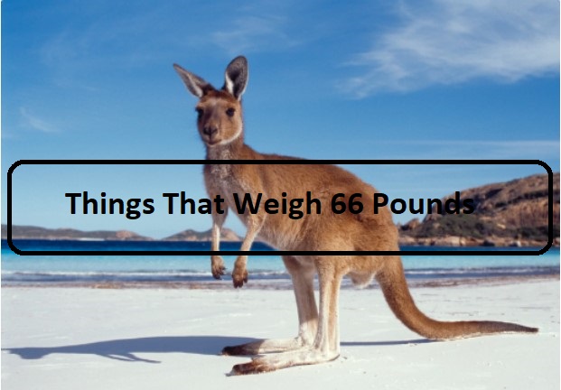10 Surprising Things That Weigh 66 Pounds