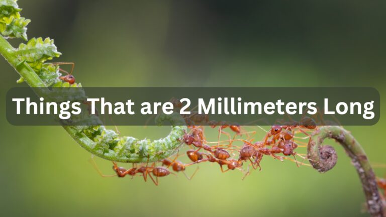 Things That are 2 Millimeters Long: 9 Common Things